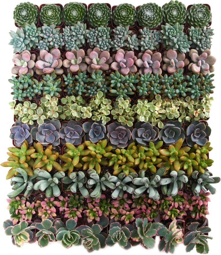 Shop Succulents Assorted Plant Pack of 32 – Live Mini Succulent Plants, Low Maintenance Wedding Favors & Garden Gift